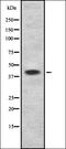 Aquaporin-7 antibody, orb336776, Biorbyt, Western Blot image 