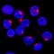 Syntaxin 6 antibody, BAF5664, R&D Systems, Immunocytochemistry image 