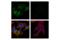 Membrane Metalloendopeptidase antibody, 65534S, Cell Signaling Technology, Immunofluorescence image 