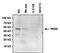 Paired Box 6 antibody, MA1-109, Invitrogen Antibodies, Western Blot image 