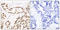 ETS domain-containing protein Elk-1 antibody, LS-C118104, Lifespan Biosciences, Immunohistochemistry frozen image 