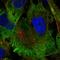 Microtubule Associated Protein 1A antibody, HPA066488, Atlas Antibodies, Immunofluorescence image 
