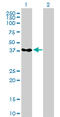Poly(RC) Binding Protein 2 antibody, LS-B4392, Lifespan Biosciences, Western Blot image 