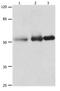 Nectin Cell Adhesion Molecule 1 antibody, orb107503, Biorbyt, Western Blot image 