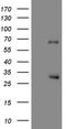 CASP8 And FADD Like Apoptosis Regulator antibody, CF805137, Origene, Western Blot image 