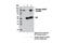 EPH Receptor A2 antibody, 12677S, Cell Signaling Technology, Immunoprecipitation image 