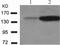 Phospholipase C Gamma 1 antibody, TA322972, Origene, Western Blot image 