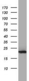 Peptidyl-prolyl cis-trans isomerase H antibody, MA5-26612, Invitrogen Antibodies, Western Blot image 