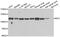 BOC Cell Adhesion Associated, Oncogene Regulated antibody, PA5-77156, Invitrogen Antibodies, Western Blot image 
