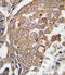 Arachidonate 5-Lipoxygenase Activating Protein antibody, LS-C99454, Lifespan Biosciences, Immunohistochemistry frozen image 