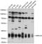 Mitochondrial Ribosomal Protein L39 antibody, GTX64754, GeneTex, Western Blot image 