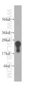 D-Aminoacyl-TRNA Deacylase 1 antibody, 17480-1-AP, Proteintech Group, Western Blot image 