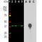 Aurora Kinase B antibody, NBP2-50039, Novus Biologicals, Western Blot image 