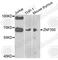Zinc Finger Protein 350 antibody, A7829, ABclonal Technology, Western Blot image 