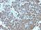 Mitochondria antibody, orb389016, Biorbyt, Immunohistochemistry paraffin image 