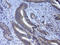 Leucine Rich Repeat Containing G Protein-Coupled Receptor 5 antibody, LS-C796968, Lifespan Biosciences, Immunohistochemistry paraffin image 
