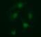 Armadillo Repeat Containing 1 antibody, MA5-26129, Invitrogen Antibodies, Immunocytochemistry image 