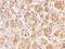Atypical Chemokine Receptor 1 (Duffy Blood Group) antibody, A04540, Boster Biological Technology, Immunohistochemistry paraffin image 