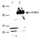 Retinoic Acid Receptor Alpha antibody, TA347271, Origene, Western Blot image 