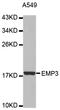 Epithelial Membrane Protein 3 antibody, abx126894, Abbexa, Western Blot image 