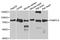 Poly(A) Binding Protein Cytoplasmic 4 antibody, STJ27744, St John