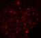 Solute Carrier Family 30 Member 8 antibody, A01310, Boster Biological Technology, Immunofluorescence image 