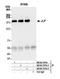 C-Jun-amino-terminal kinase-interacting protein 4 antibody, NB100-79793, Novus Biologicals, Western Blot image 