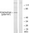 Forkhead Box O4 antibody, LS-C117359, Lifespan Biosciences, Western Blot image 