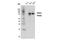 STAT3 antibody, 14801S, Cell Signaling Technology, Western Blot image 