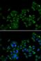 MAGE Family Member D1 antibody, LS-C331254, Lifespan Biosciences, Immunofluorescence image 