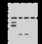 Mitochondrial Ribosomal Protein S5 antibody, 203362-T46, Sino Biological, Western Blot image 