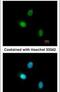 Hormonally Up-Regulated Neu-Associated Kinase antibody, PA5-28765, Invitrogen Antibodies, Immunofluorescence image 