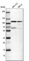 Eukaryotic Translation Initiation Factor 4 Gamma 2 antibody, PA5-52345, Invitrogen Antibodies, Western Blot image 