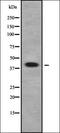 CC50A antibody, orb336210, Biorbyt, Western Blot image 
