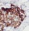 Somatostatin antibody, FNab08109, FineTest, Immunohistochemistry frozen image 