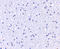 Anaphase Promoting Complex Subunit 1 antibody, 5717, ProSci, Immunohistochemistry frozen image 