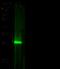 Heat Shock Protein Family B (Small) Member 1 antibody, 10351-MM01, Sino Biological, Western Blot image 