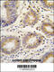 Lefty protein antibody, 62-803, ProSci, Immunohistochemistry paraffin image 