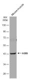 Ankyrin Repeat And SOCS Box Containing 5 antibody, NBP1-32603, Novus Biologicals, Western Blot image 