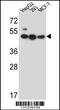 Lipase Family Member J antibody, 56-375, ProSci, Western Blot image 