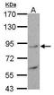 HMP antibody, GTX115523, GeneTex, Western Blot image 
