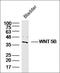 Wnt Family Member 5B antibody, orb313460, Biorbyt, Western Blot image 