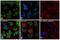 Histone H2B type 1-C/E/F/G/I antibody, MA5-24698, Invitrogen Antibodies, Immunofluorescence image 