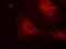 SHC-transforming protein 1 antibody, orb14980, Biorbyt, Immunofluorescence image 