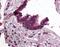 Anaphase-promoting complex subunit 10 antibody, orb86569, Biorbyt, Immunohistochemistry paraffin image 
