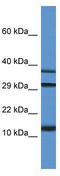 Ubiquitin Like 3 antibody, TA345124, Origene, Western Blot image 