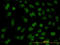 Forkhead Box R2 antibody, LS-C133836, Lifespan Biosciences, Immunofluorescence image 
