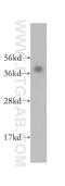 IST1 homolog antibody, 51002-1-AP, Proteintech Group, Western Blot image 