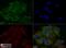 Angiotensinogen antibody, NBP1-30027, Novus Biologicals, Immunofluorescence image 