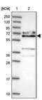 KLC1 antibody, NBP2-33425, Novus Biologicals, Western Blot image 